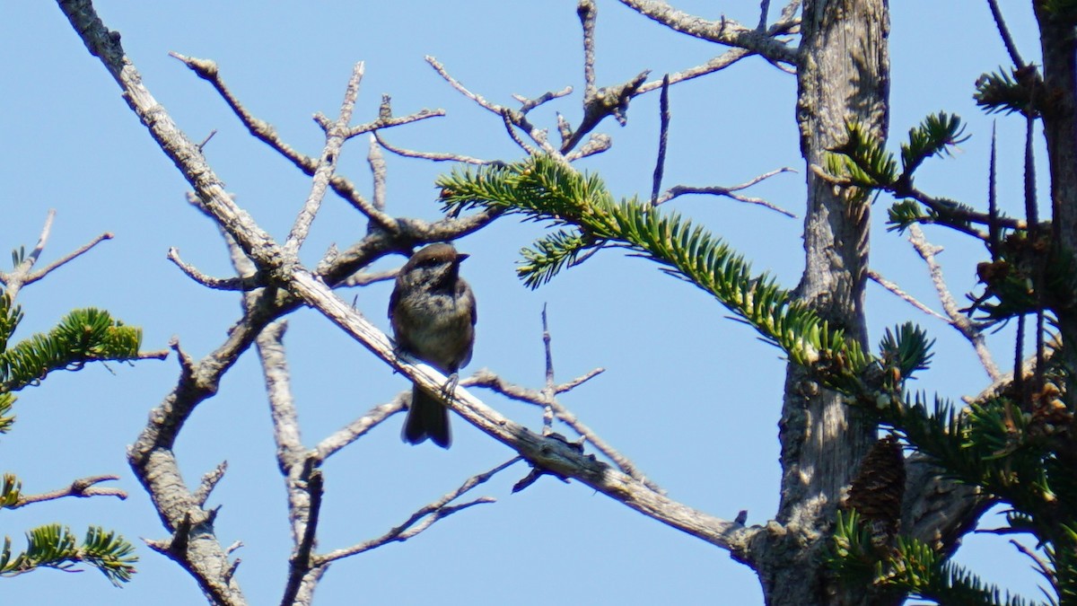 Boreal Chickadee - ML622129164