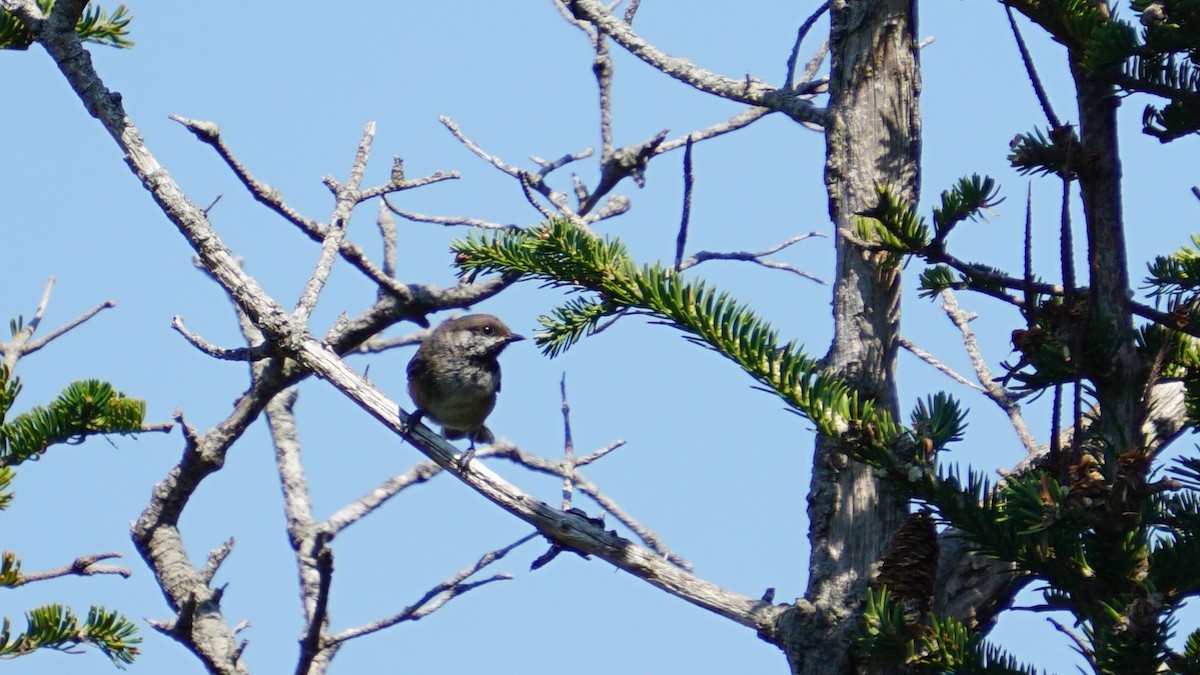 Boreal Chickadee - ML622129165