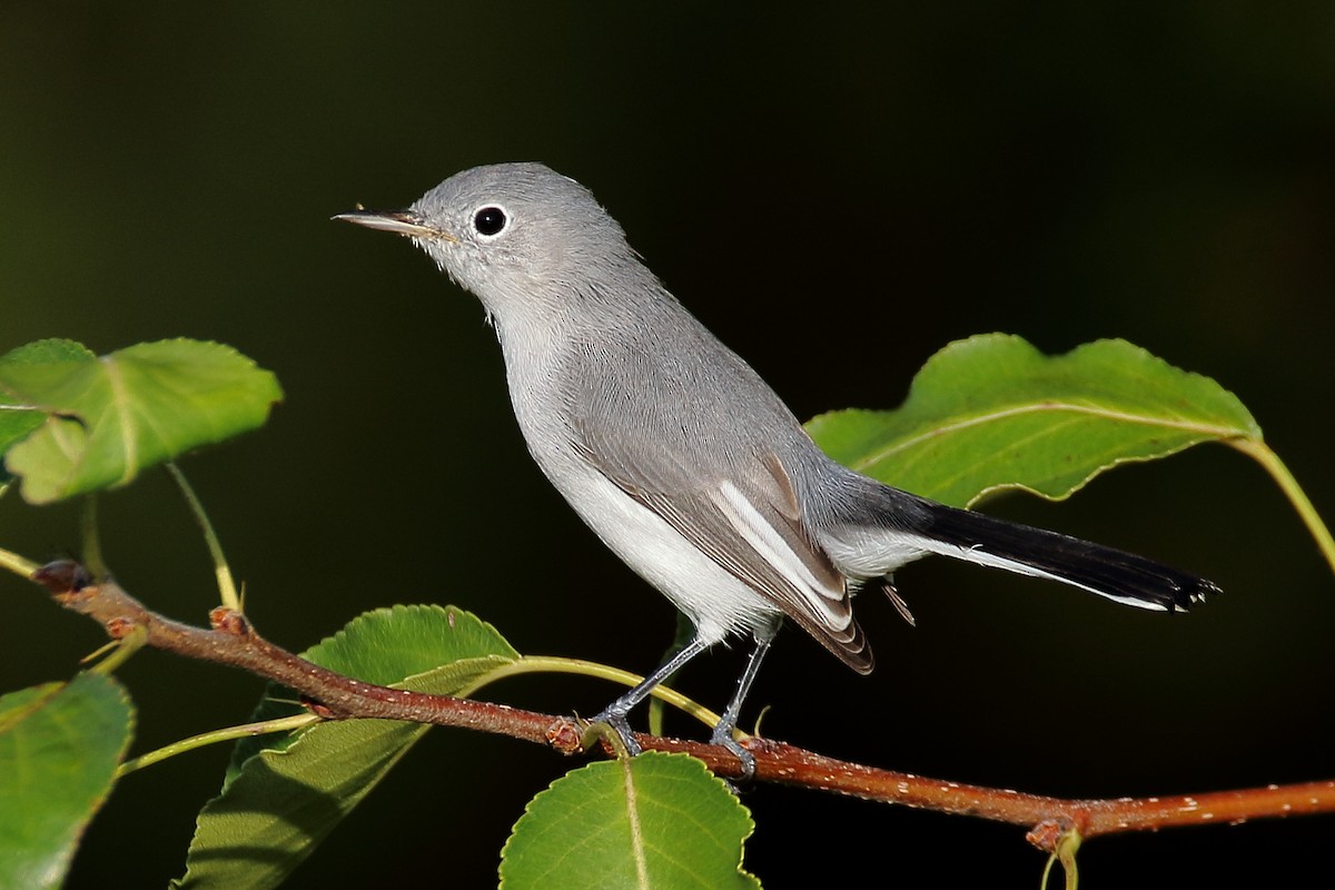 Blue-gray Gnatcatcher - ML622129166