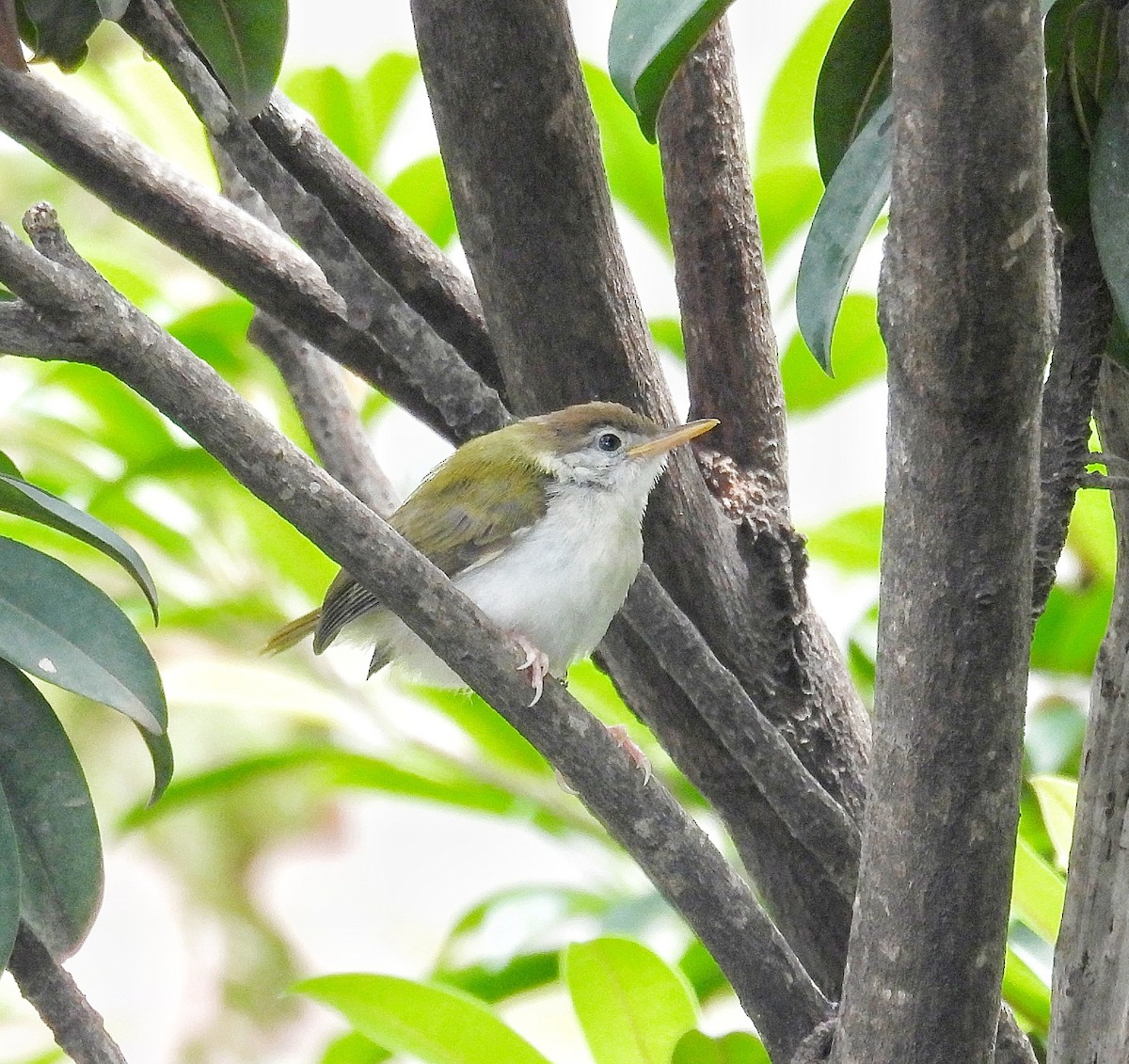 Common Tailorbird - ML622129167