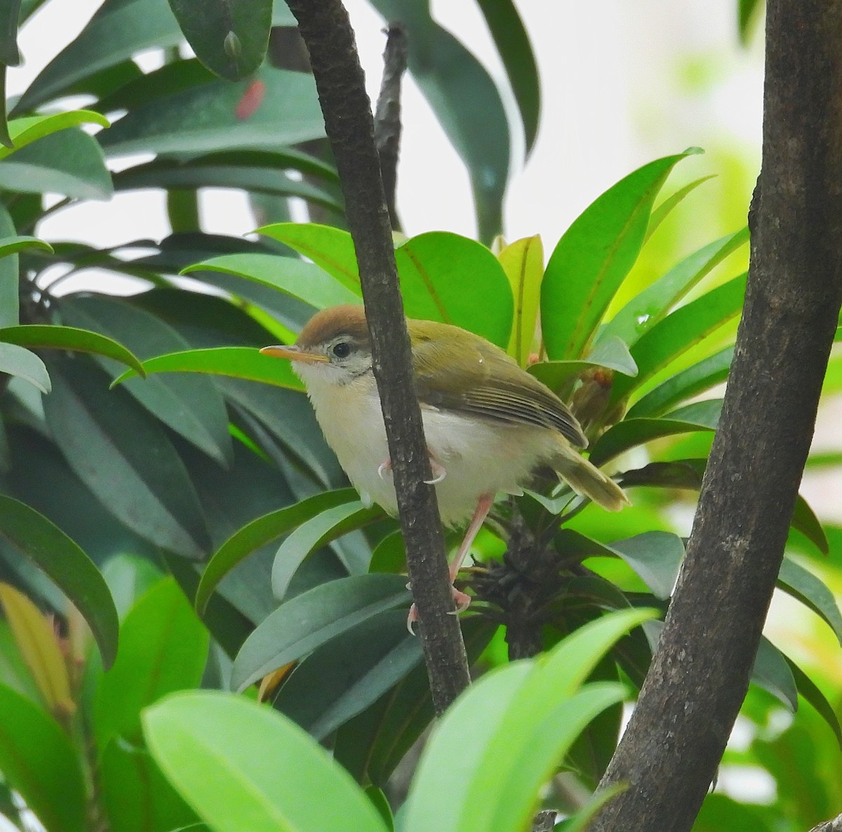 Common Tailorbird - ML622129168