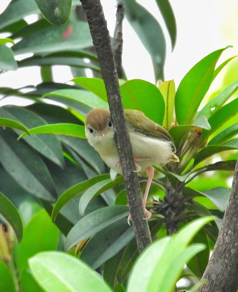 Common Tailorbird - ML622129169