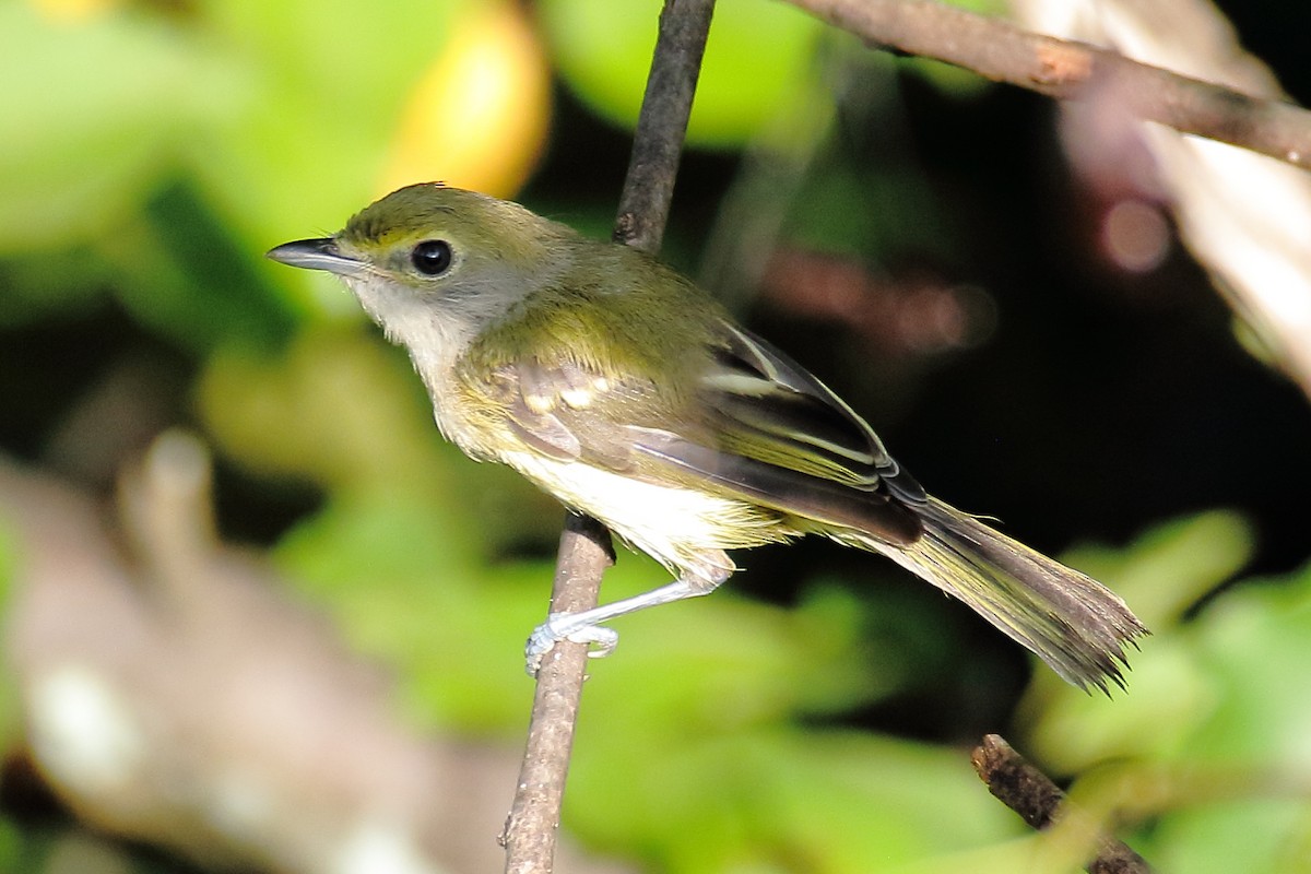 White-eyed Vireo - ML622129170