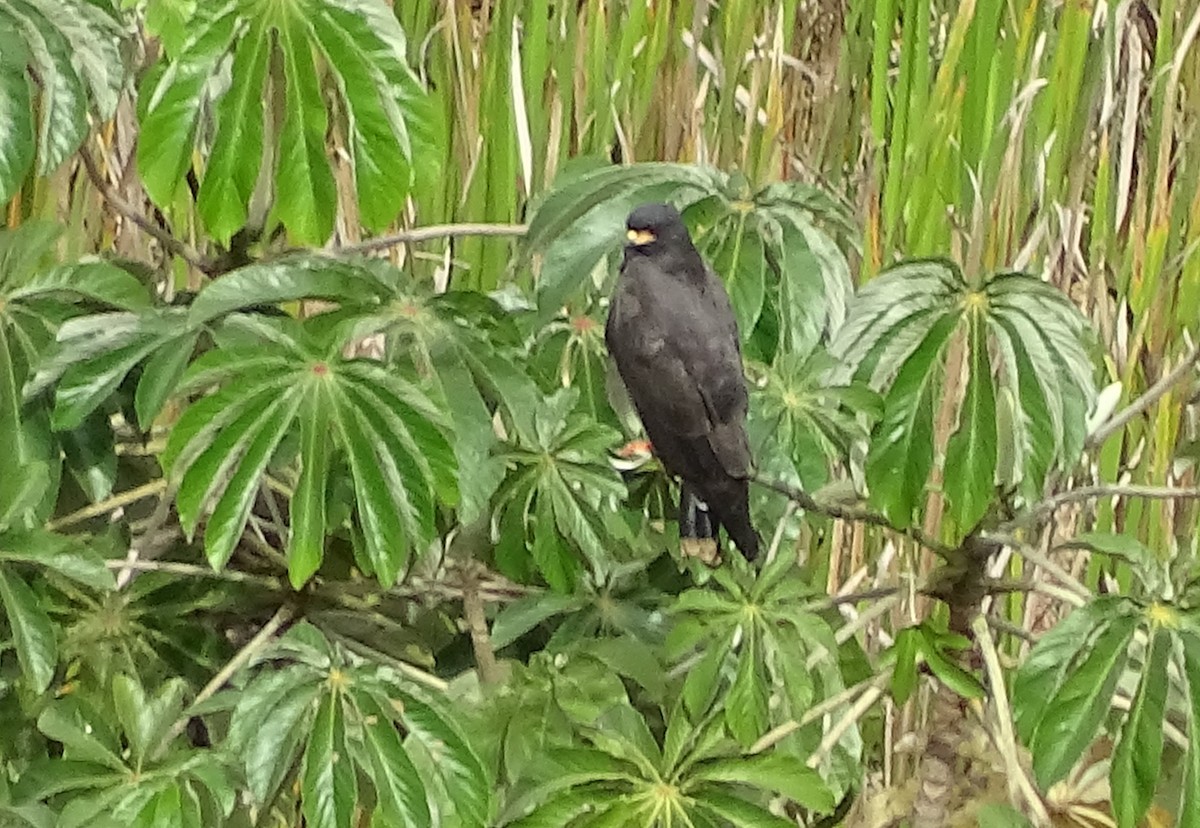 Snail Kite - ML622129171