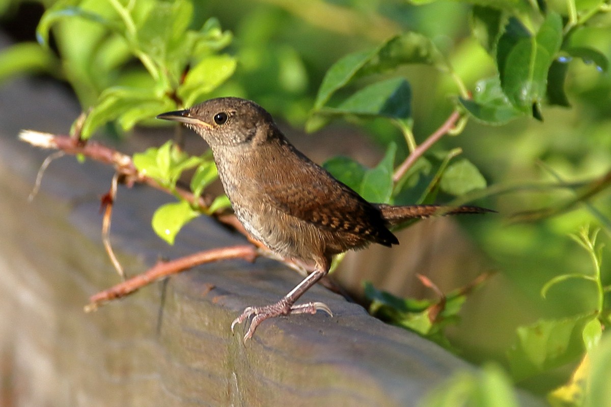 House Wren - ML622129172