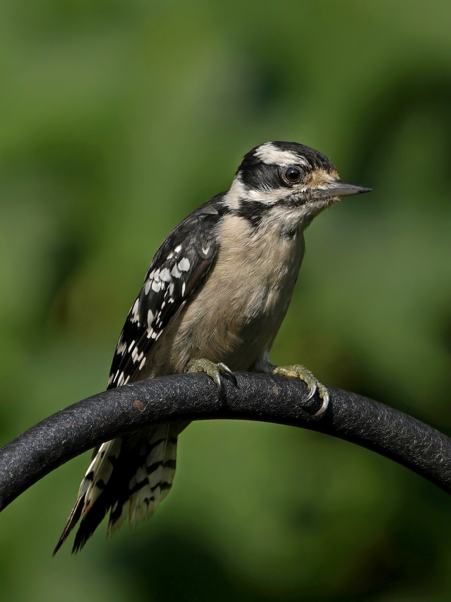 Downy Woodpecker - ML622129174