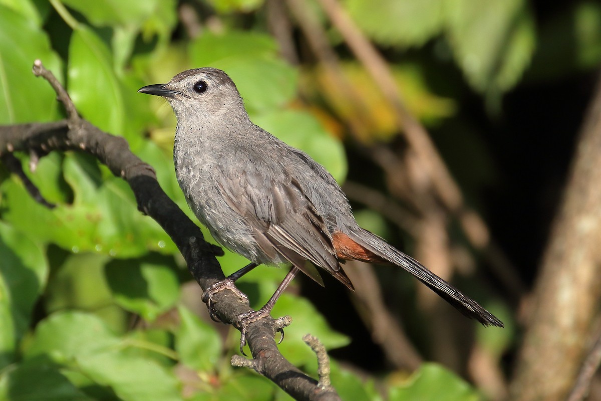 Gray Catbird - ML622129175