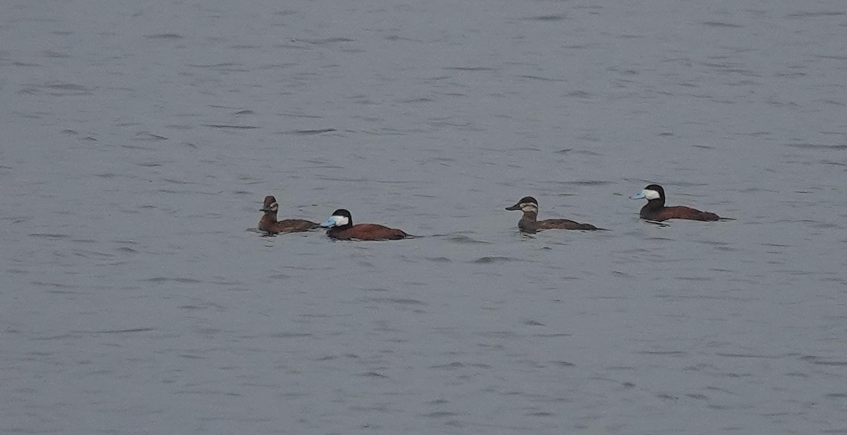 Ruddy Duck - ML622129176