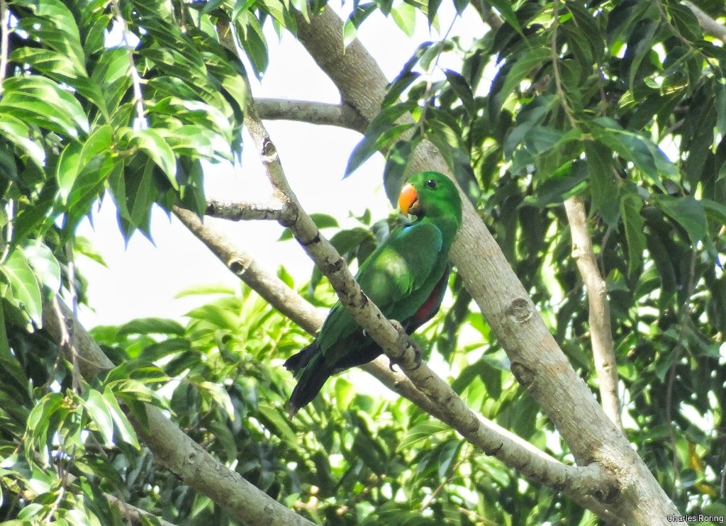 Papuan Eclectus - ML622129182