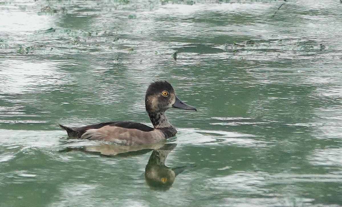 Ring-necked Duck - ML622129186