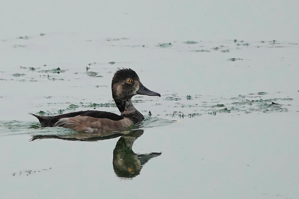 Ring-necked Duck - ML622129190