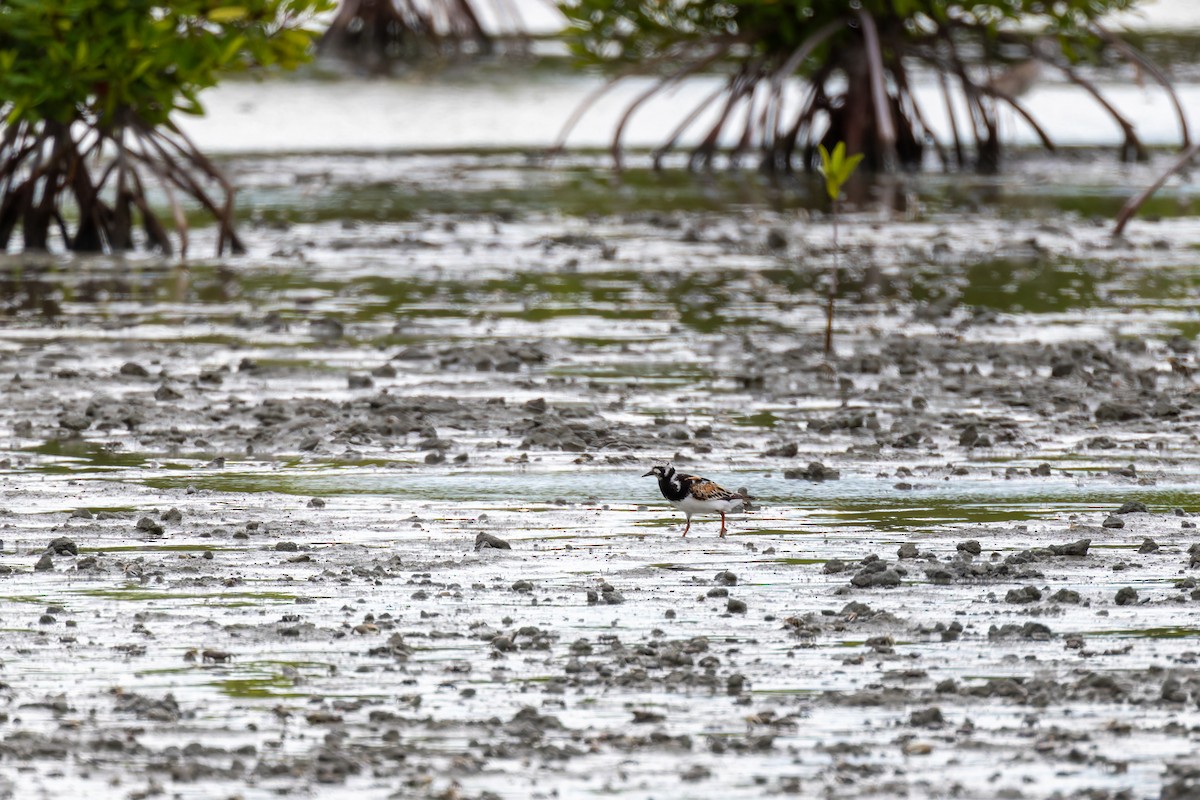 Ruddy Turnstone - ML622129193