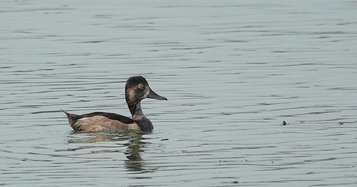 Ring-necked Duck - ML622129195