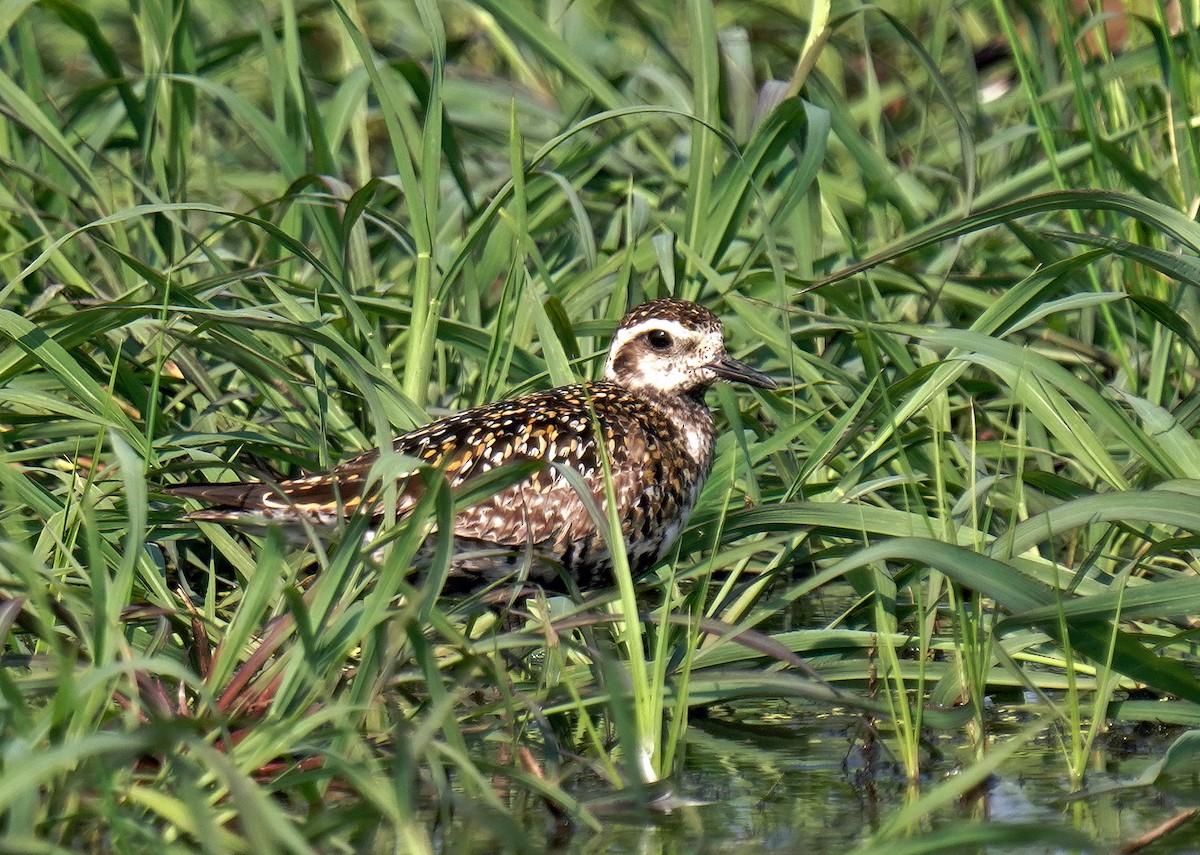 Pacific Golden-Plover - toshiaki sasama