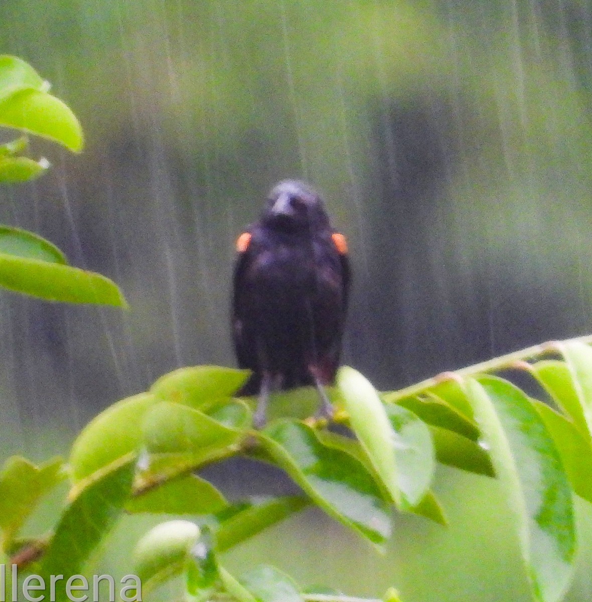 Red-shouldered Blackbird - ML622129236