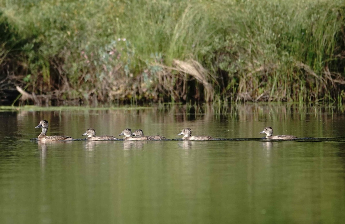 Wood Duck - ML622129245