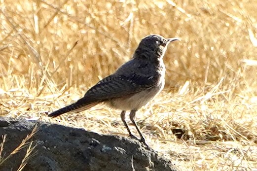 Rock Wren - Kenneth Mamitsuka