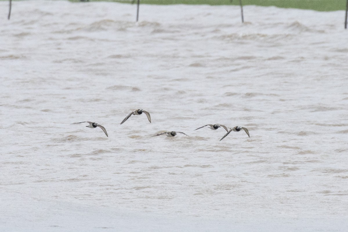 Ruddy Turnstone - ML622129269