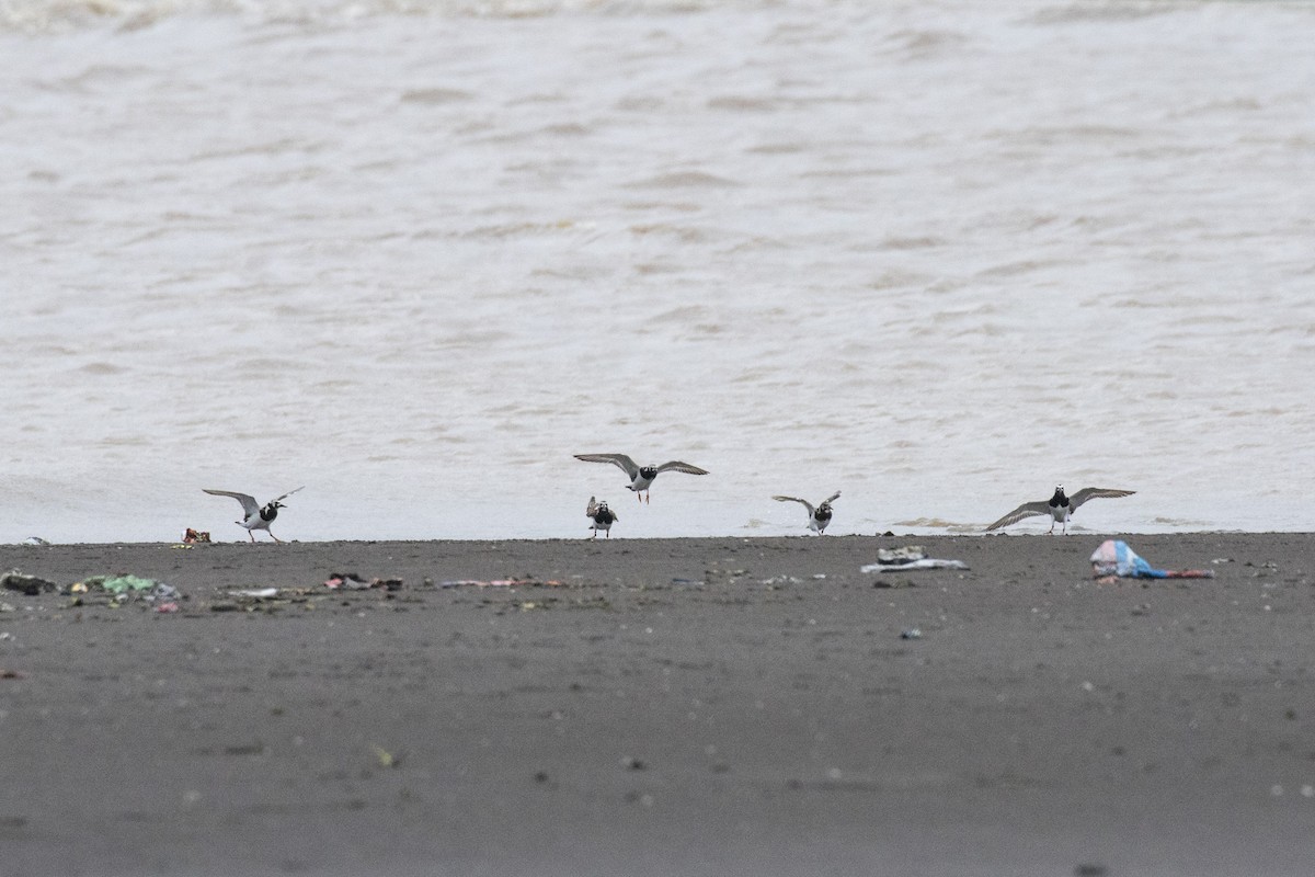 Ruddy Turnstone - ML622129270