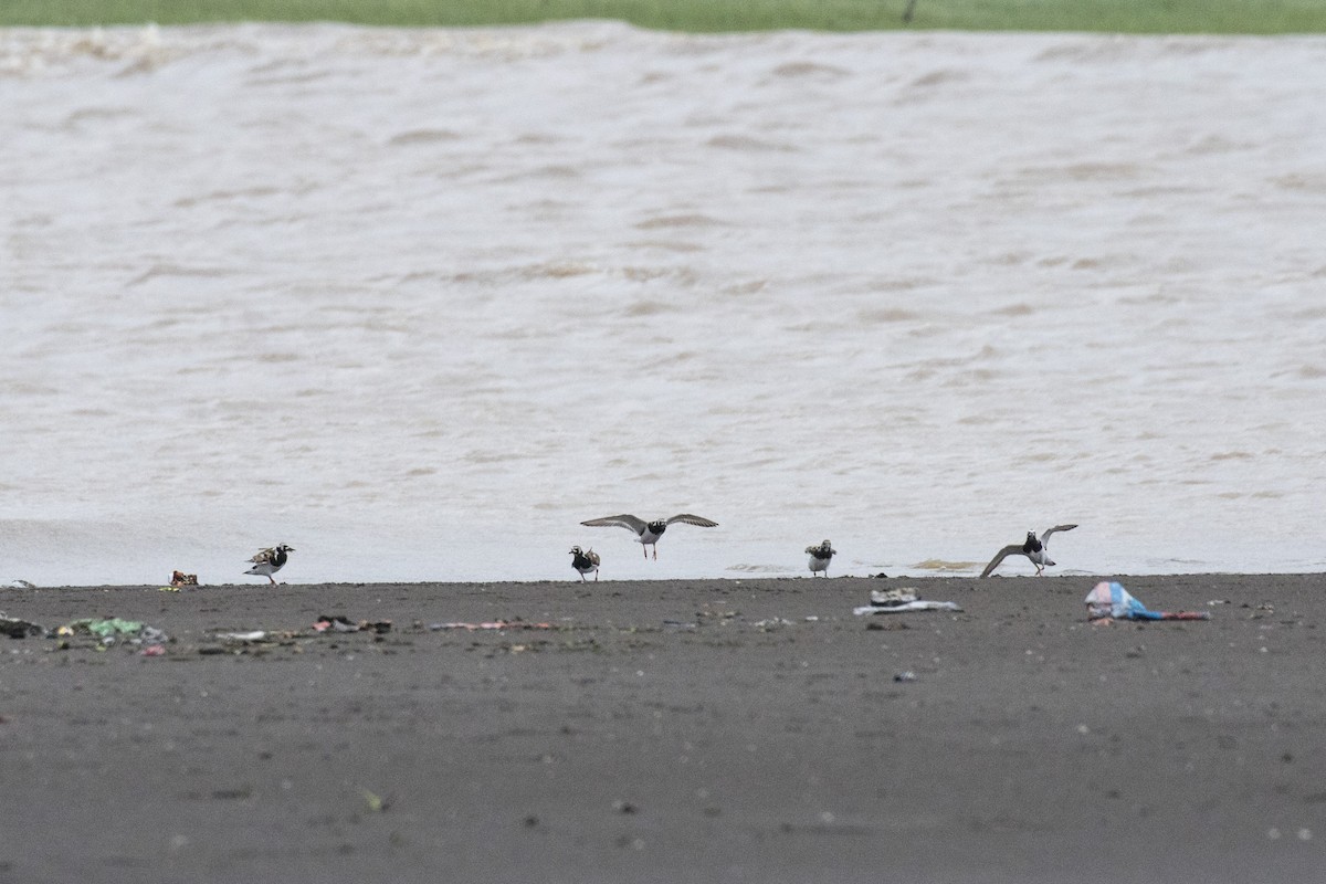 Ruddy Turnstone - Ramesh Shenai