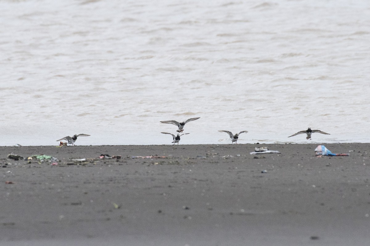 Ruddy Turnstone - ML622129272