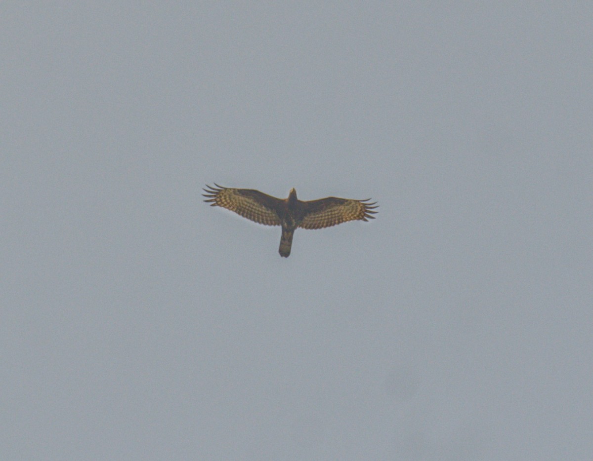 Oriental Honey-buzzard - ML622129280