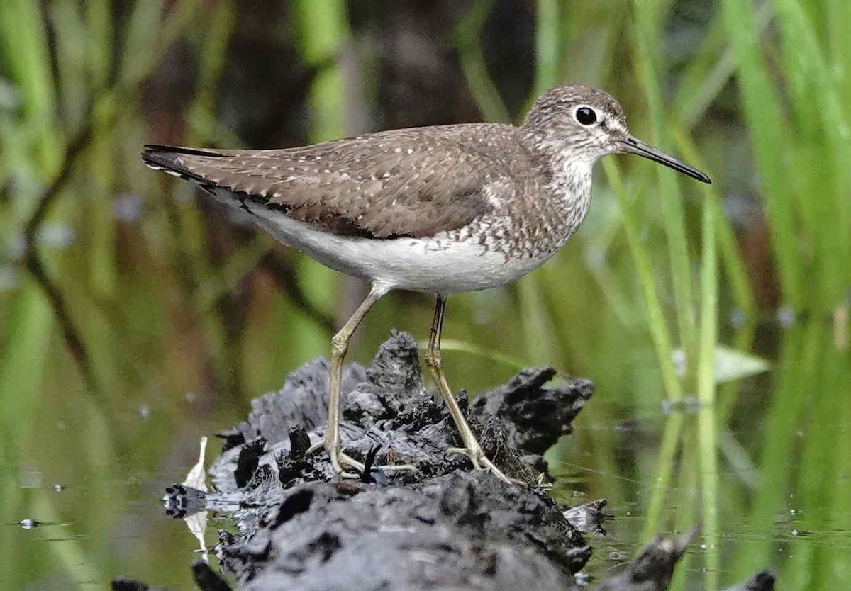 Solitary Sandpiper - ML622129294