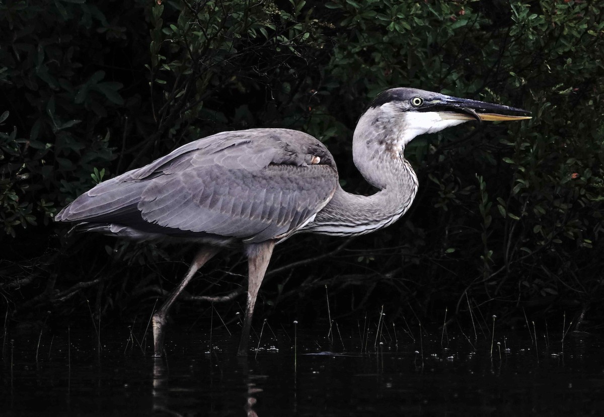 Great Blue Heron - ML622129306