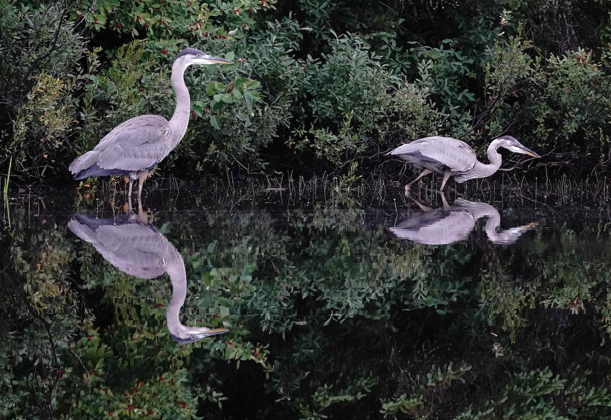 Great Blue Heron - ML622129307