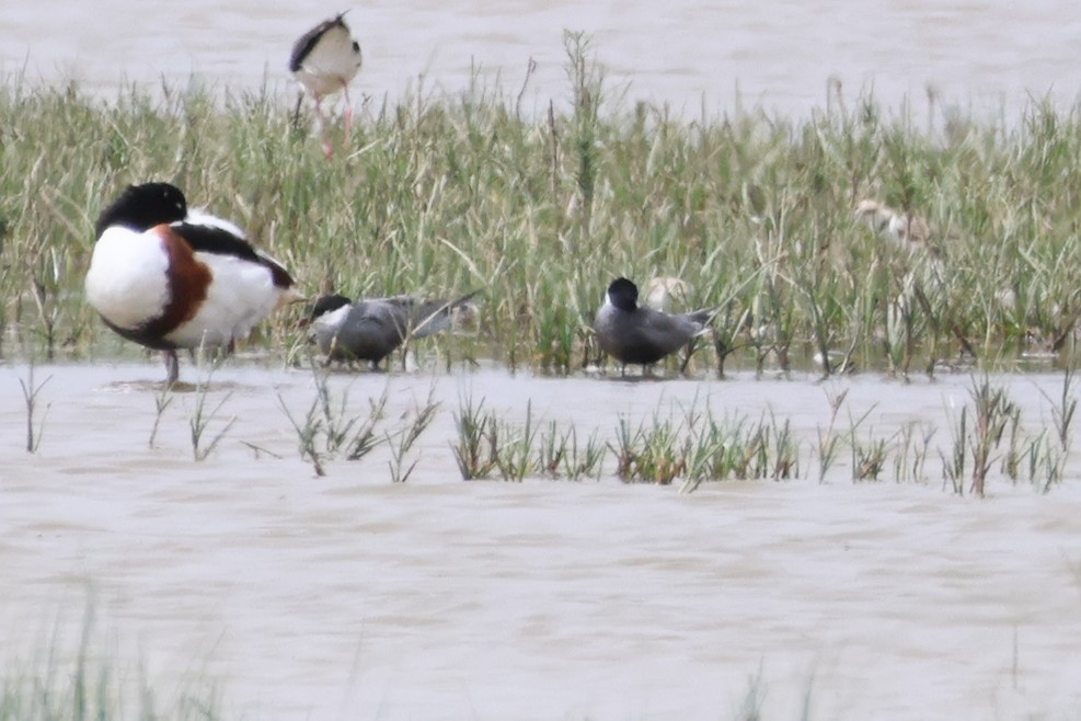 Whiskered Tern - ML622129308