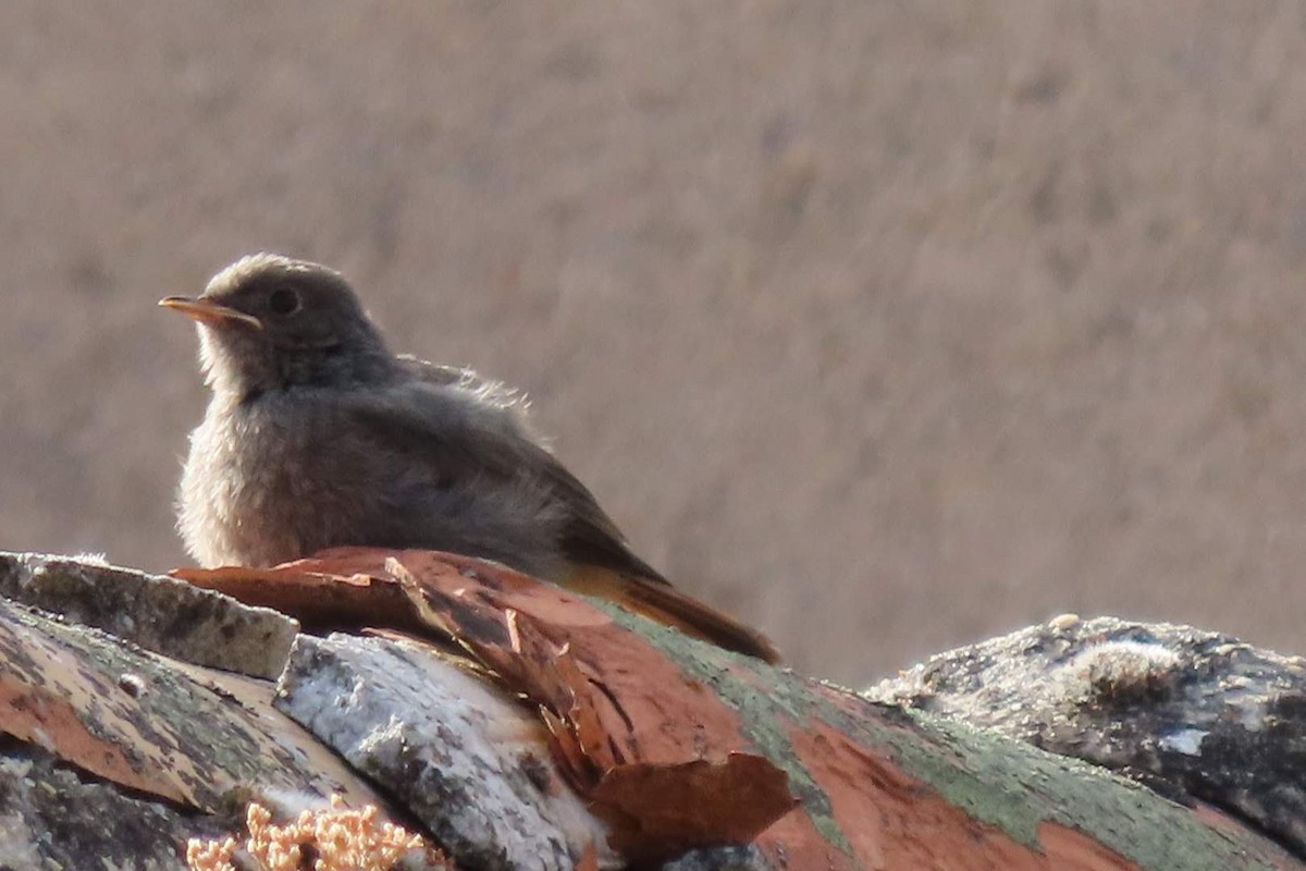 Black Redstart - ML622129309