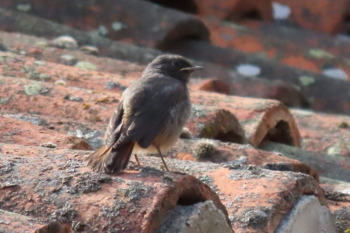 Black Redstart - ML622129310