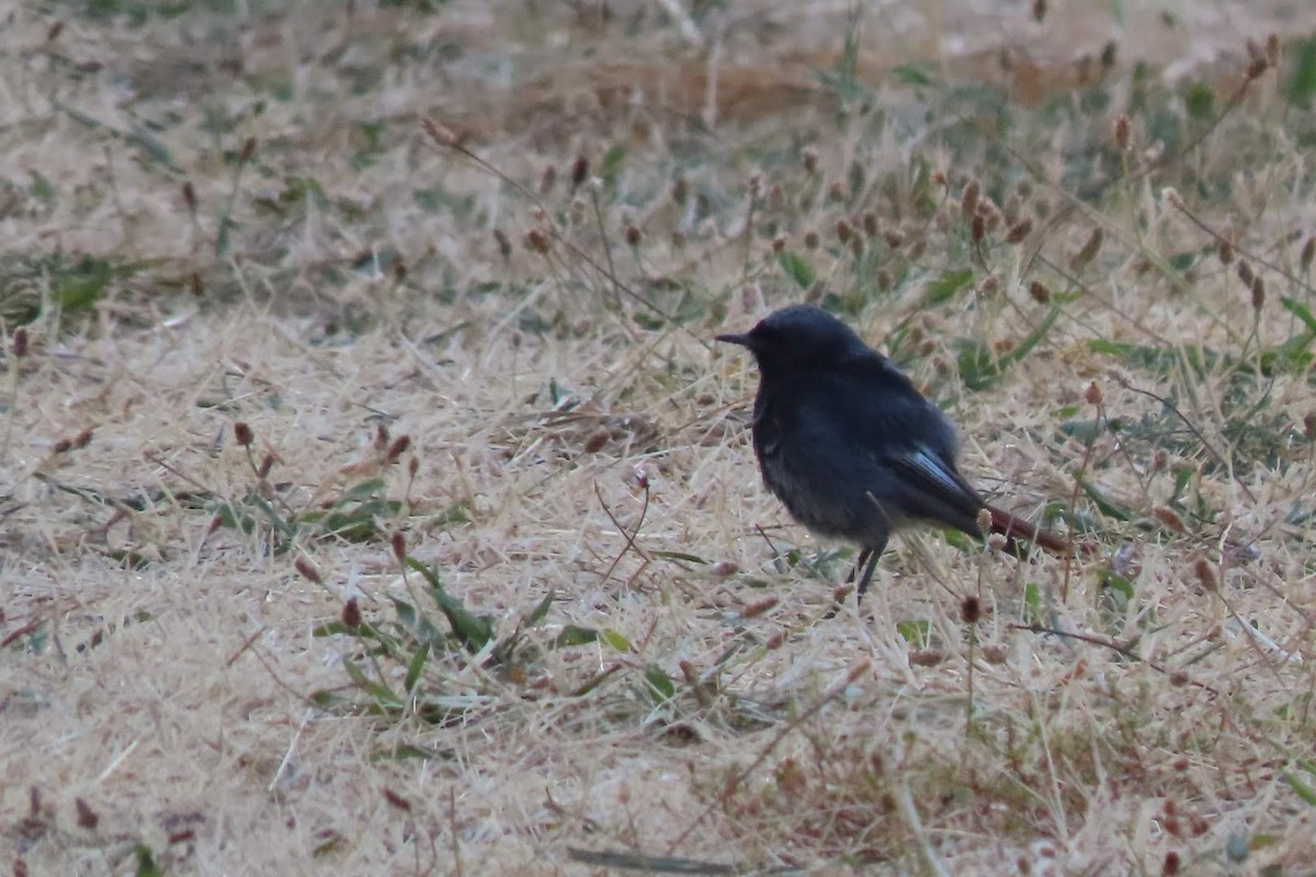 Black Redstart - ML622129311