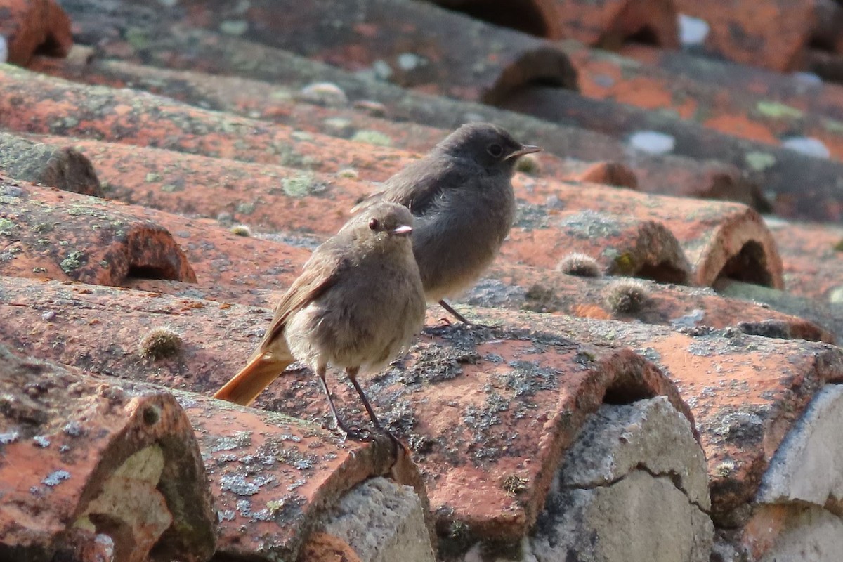 Black Redstart - ML622129312