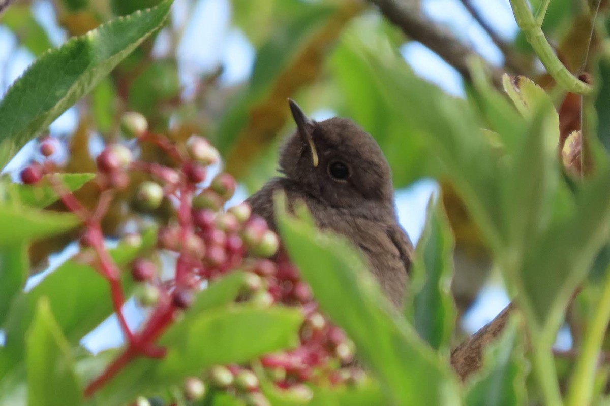 Black Redstart - ML622129313