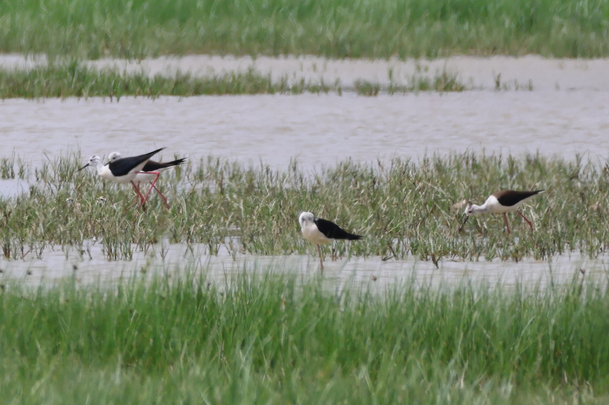 Black-winged Stilt - ML622129314