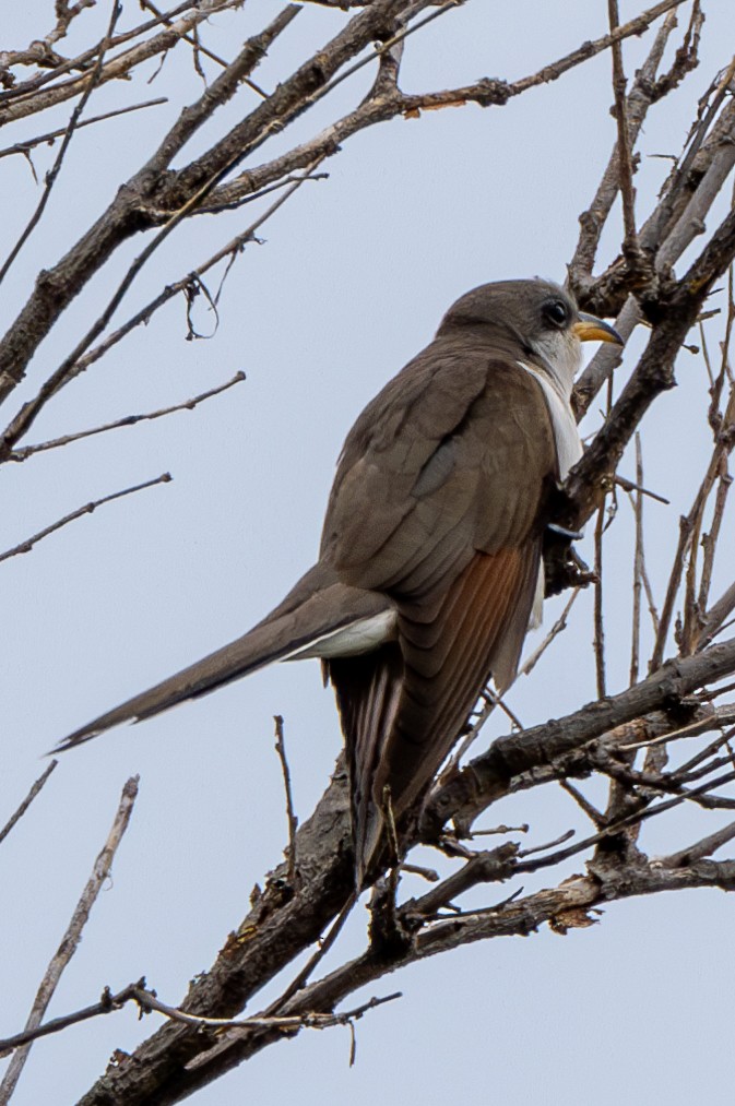 Yellow-billed Cuckoo - ML622129315