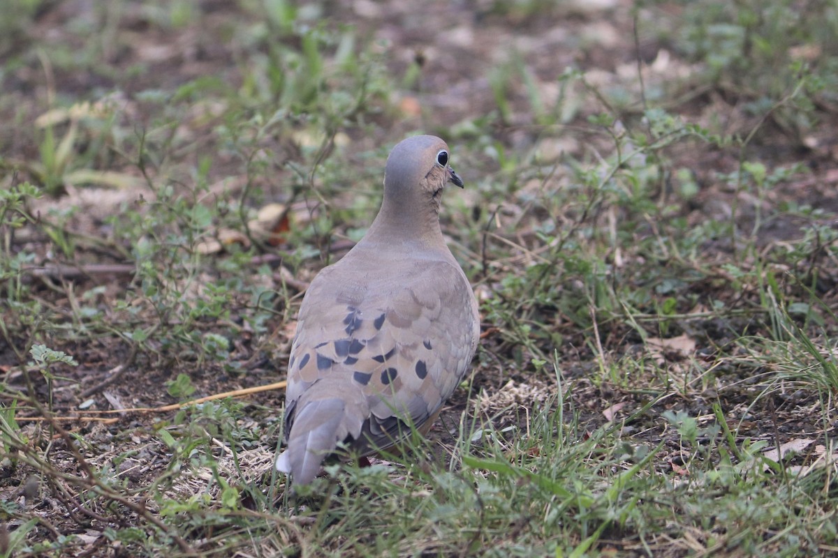 Mourning Dove - ML622129316