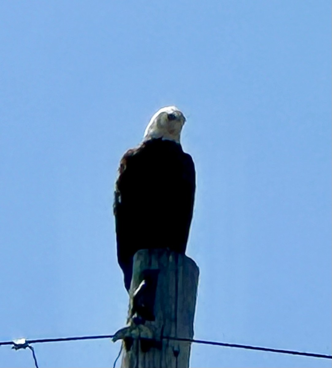 Bald Eagle - D A Hamilton