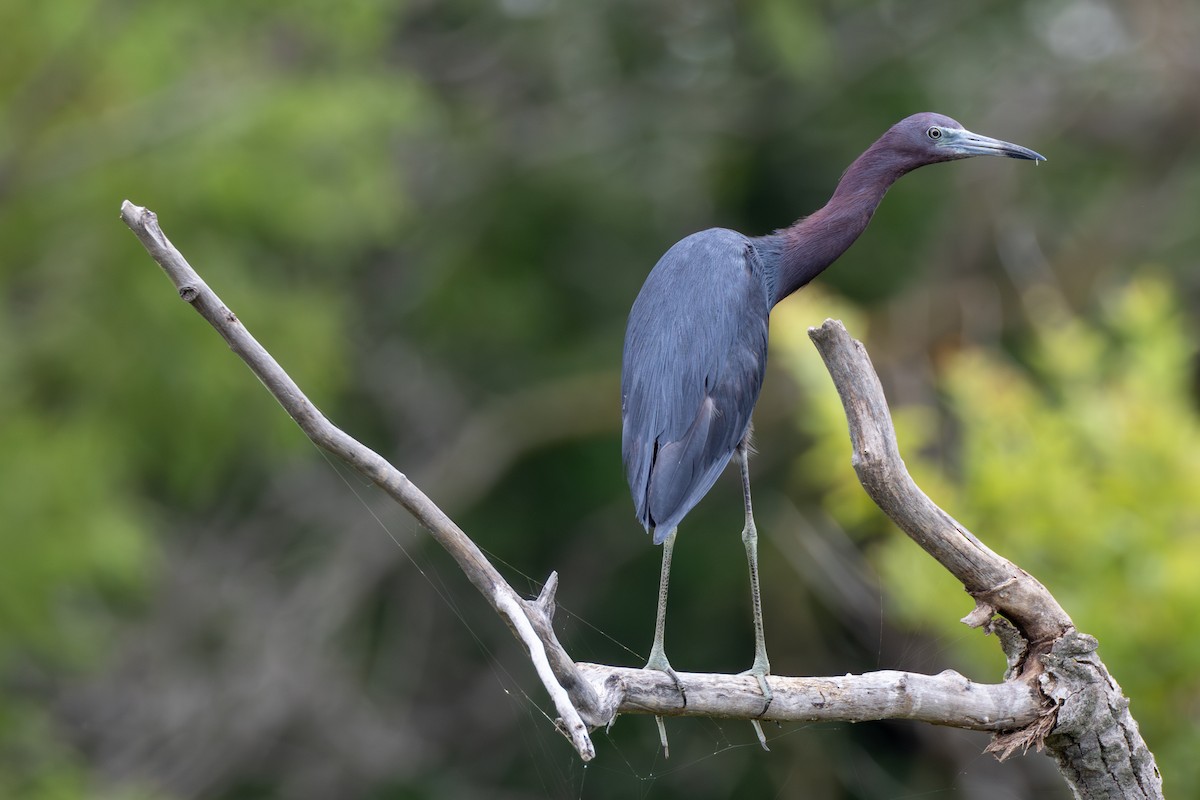 Little Blue Heron - ML622129319