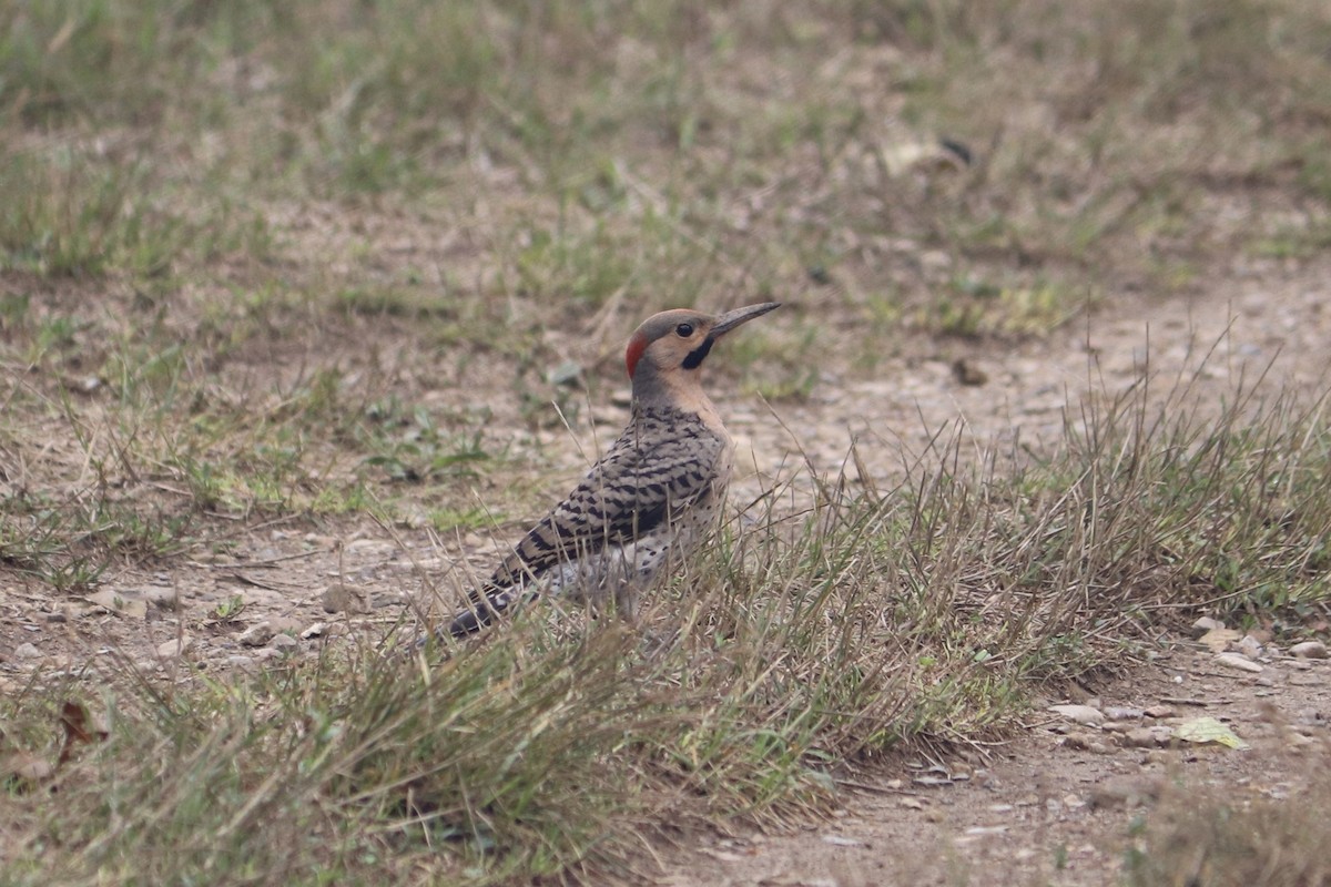 Northern Flicker - ML622129325