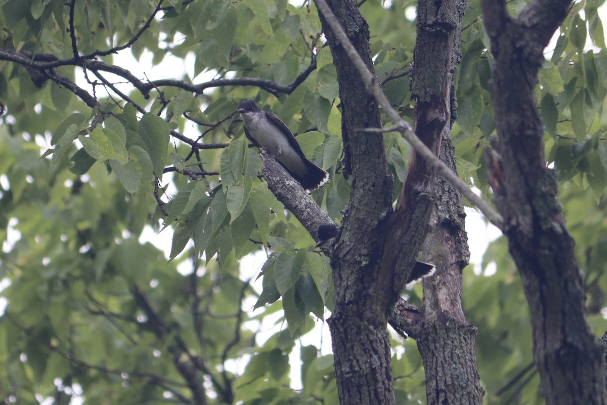 Eastern Kingbird - ML622129326