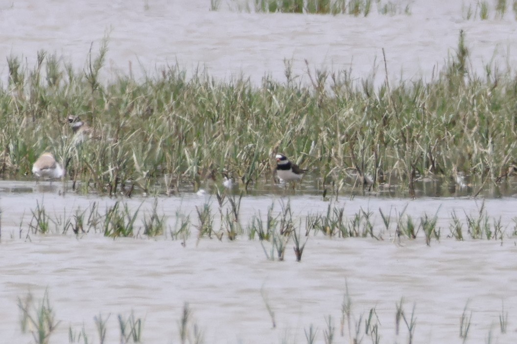 Common Ringed Plover - ML622129328