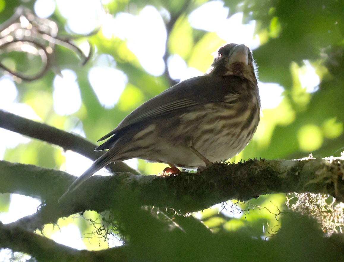 Tanzania Seedeater - Ashley Banwell