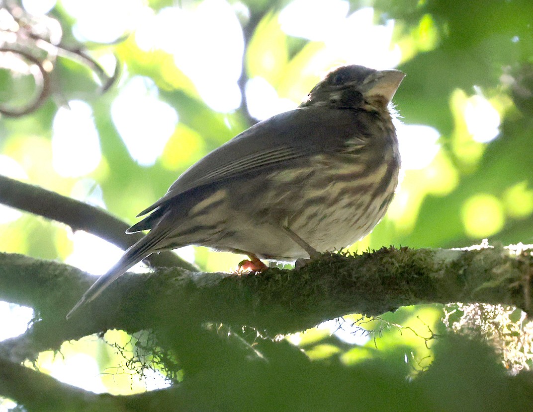 Tanzania Seedeater - ML622129330