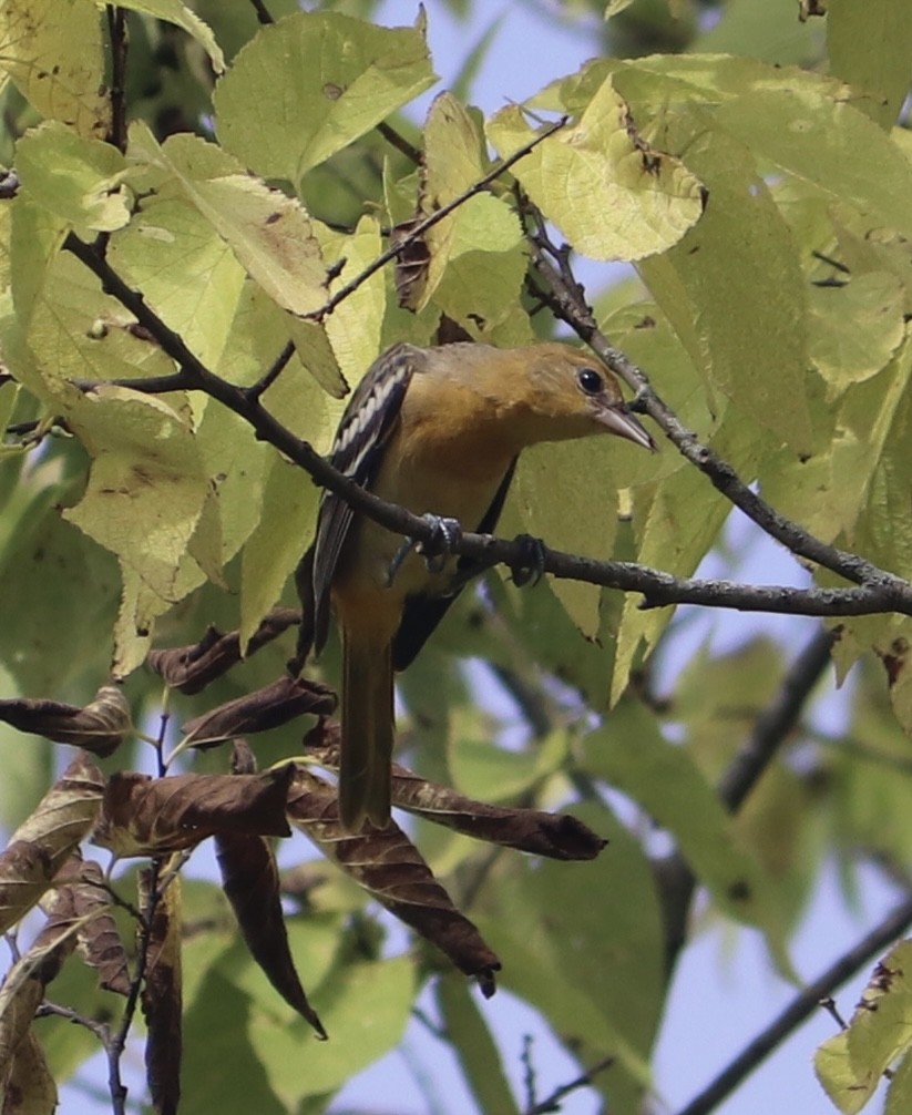 Baltimore Oriole - ML622129335