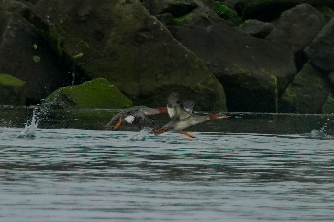 Common Merganser - ML622129338