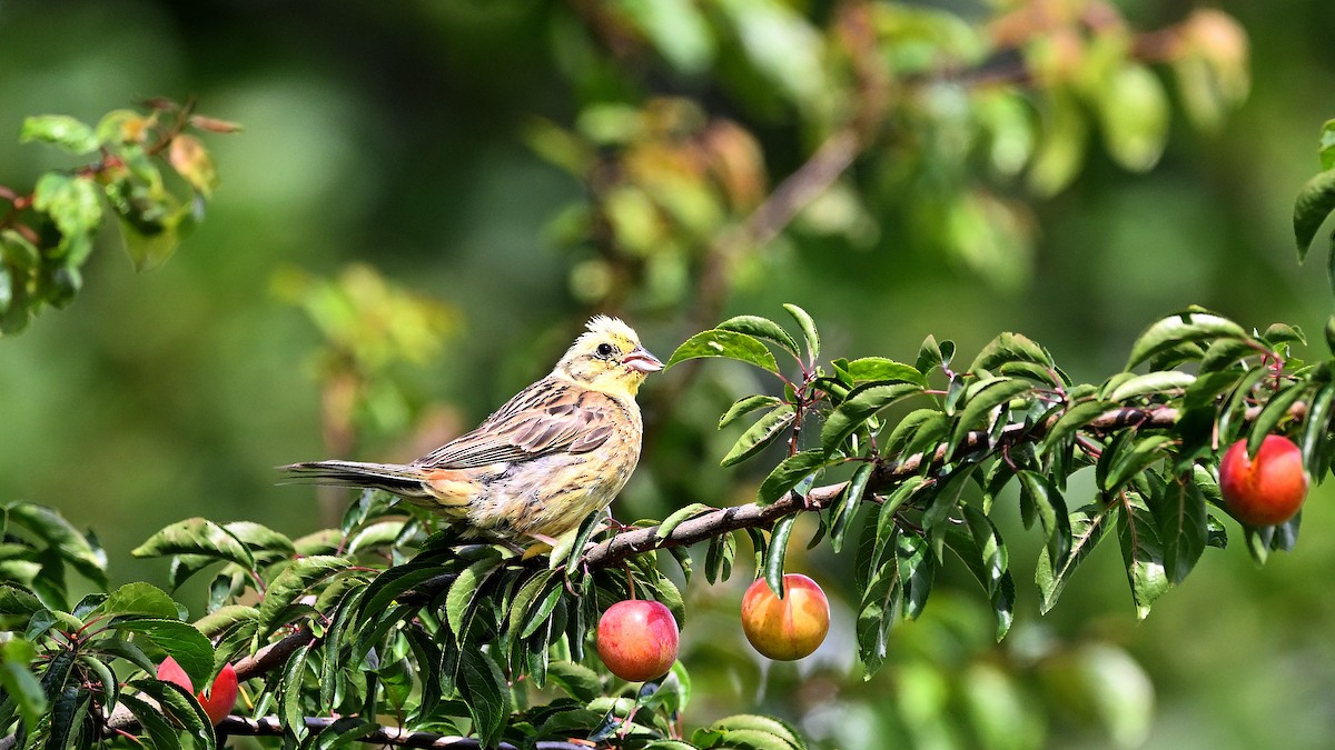 Yellowhammer - ML622129339