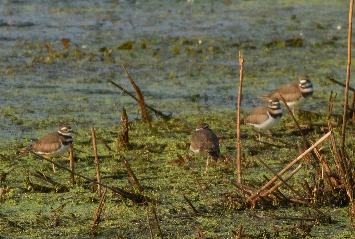 Killdeer - ML622129340