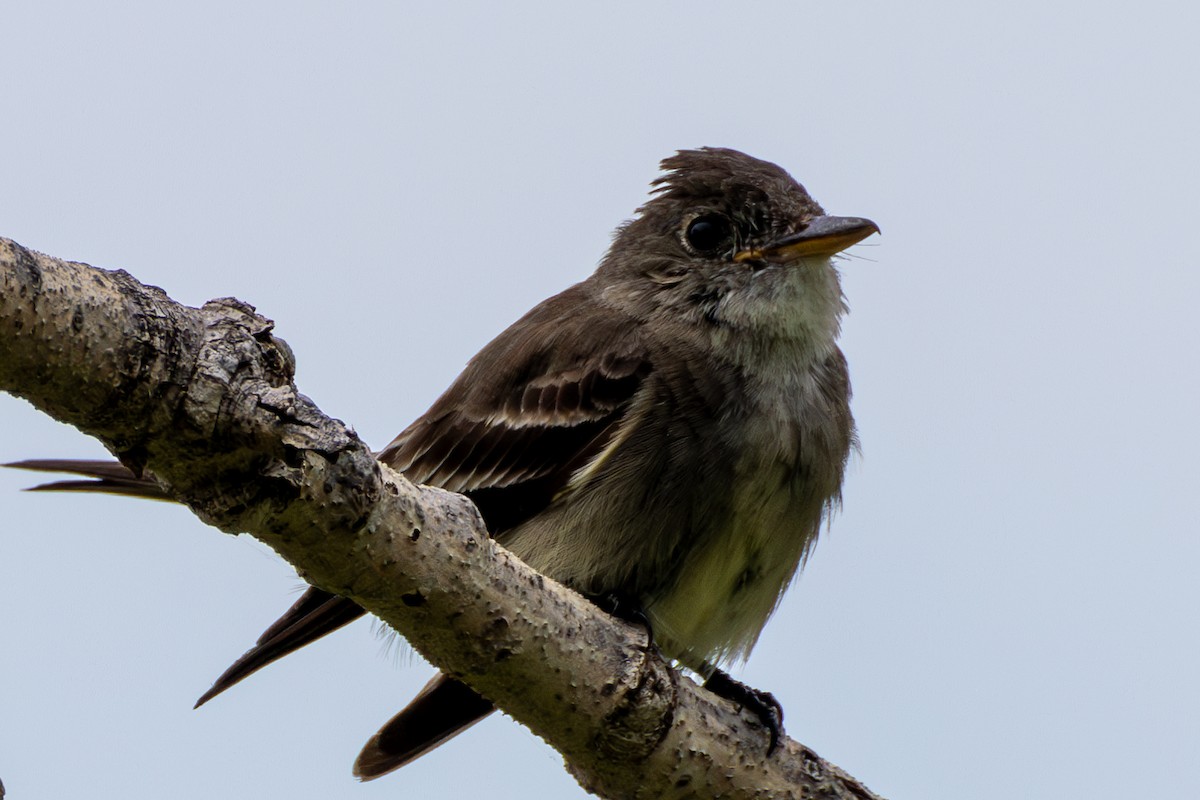 Eastern Wood-Pewee - ML622129341